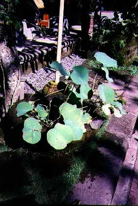 [Sacred Lotus in Stone Pot, Ubud] 