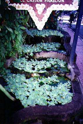 [Streetside terraced pond, Ubud] 