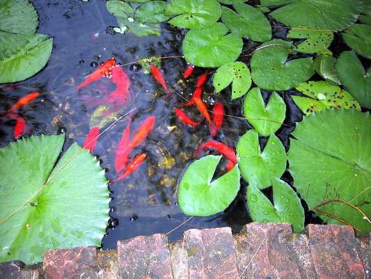 Goldfish at feeding time.