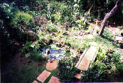 Overhead shot of the pond